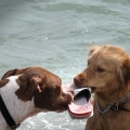 Fido’s Florida: Destinations Where Dogs Rule