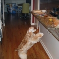 Top Ten Naughtiest Dogs of the Year