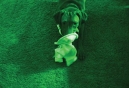 Top Ten Naughtiest Dogs of the Year