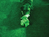 Top Ten Naughtiest Dogs of the Year