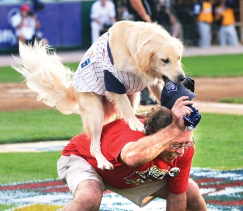 Fido Hits a Home Run