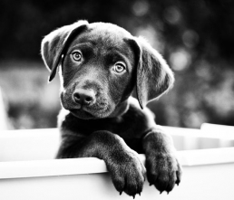 Bringing Home Puppy: the First 90 days