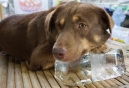 Doc is In - Ouch! Do dogs sunburn?