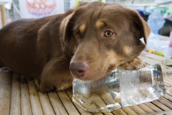Doc is In - Ouch! Do dogs sunburn?