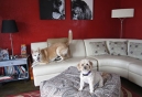 Say Ah to Dog Spa Resort