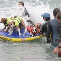 Surf’s Up, Doggies (and Goats)!