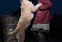 ANNIE