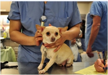 What are the top preventable medical conditions in dogs?