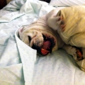 Sleeping With the Pack
