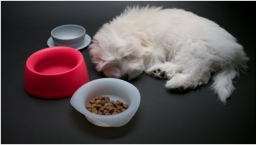FIDO Friendly product review: Yummy Travel Bowls