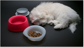 FIDO Friendly product review: Yummy Travel Bowls