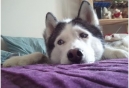 Is Your Pet Protected? National Pet First Aid Awareness Month