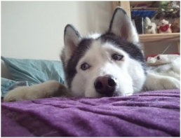 Is Your Pet Protected? National Pet First Aid Awareness Month