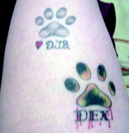 Fido Furever