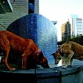 Chile Dogs Heat Up
