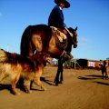 Chile Dogs Heat Up