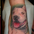 Fido Furever