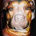 Fido Furever
