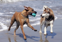 Beach Blanket