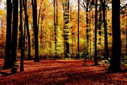 Love It or Leaf It! Our Top 10 Leafy Destinations