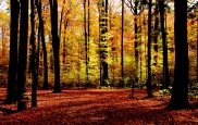 Love It or Leaf It! Our Top 10 Leafy Destinations
