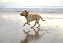 Inn at Cape Kiwanda - Pacific City, OR