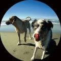 Top 10 FIDO Friendly Beaches