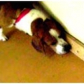 Bedbugs