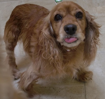 Cindy Bear the dog needs a forever home: please share