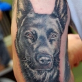 Fido Furever