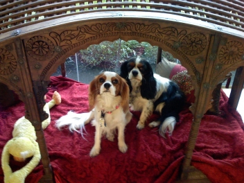 What Makes a Doghouse a Home?