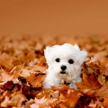 Love It or Leaf It! Our Top 10 Leafy Destinations
