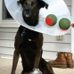 Howl-o-ween on a Boo-string Budget