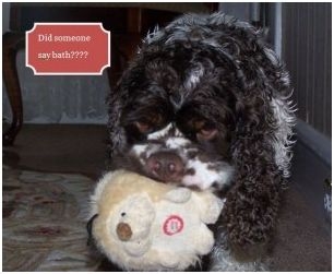 Splish splash, the dog’s takin’ a bath: Product reviews