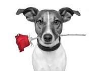 Why It’s Awesome to Be a Dog