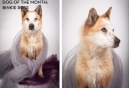 Meet April Dog of the Month Binkie Rose