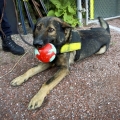 6TH ANNUAL BARK IN THE PARK - JULY 17, 2012