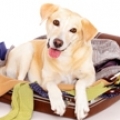 Take a Doggone Great Getaway at the San Diego Marriott Del Mar