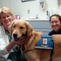 NEARLY 5,000 SERVICE ANIMALS RECEIVED FREE EYE EXAMS