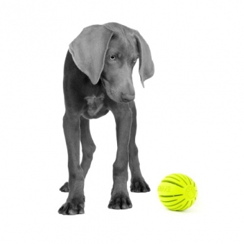 holobal - Stylish, Fun,and Durable Rubber Toys