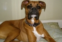 MyLynxx Stainless Steel Dog Collars