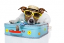 Rosen Hotels & Resorts’ Orlando VIP Package Starting at Just $69 per Night - Daily Destination Pick