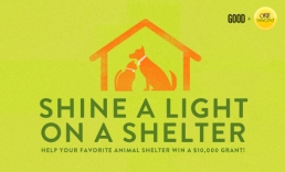Calling all pet lovers- Nominate an animal shelter to receive a $10K grant from Purina ONE® beyOnd®