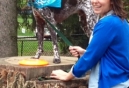BENEFUL® CELEBRATES $500,000 DREAM DOG PARK RENOVATION