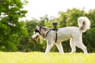 Sony Unveils New Mount for its Action Cam at BlogPaws 2013