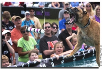 Purina’s Incredible Dog Challenge Canine “Olympics” Makes a Splash!