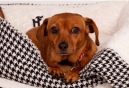 Forever Home Pet