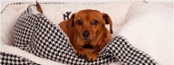 Forever Home Pet