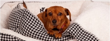 Forever Home Pet