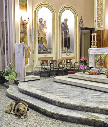 Italy - Dog A Frequent Churchgoer Since Owner Died